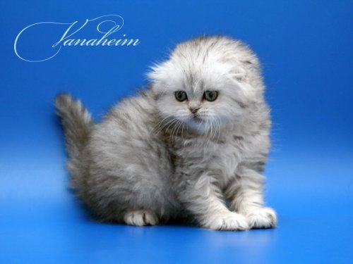 Кошки породы Шотландская вислоухая (Scottish Fold)