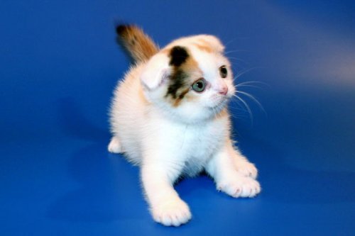 Кошки породы Шотландская вислоухая (Scottish Fold)