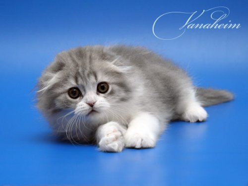 Кошки породы Шотландская вислоухая (Scottish Fold)