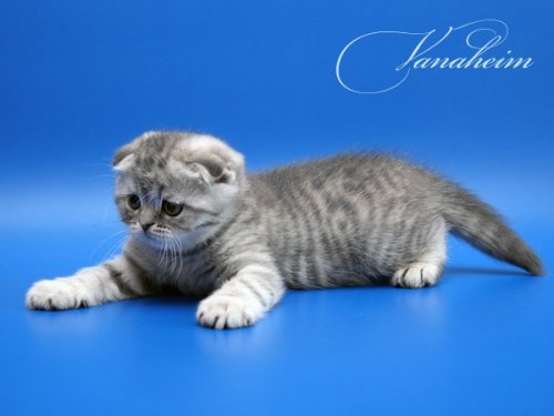 Кошки породы Шотландская вислоухая (Scottish Fold)