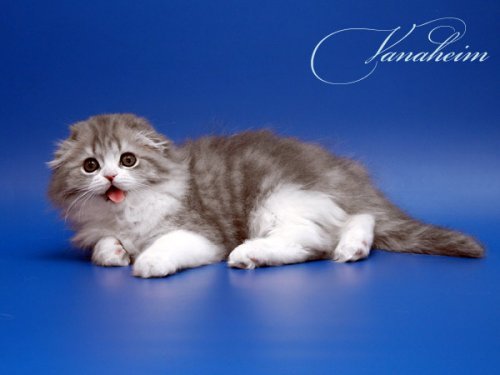 Кошки породы Шотландская вислоухая (Scottish Fold)