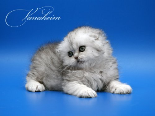 Кошки породы Шотландская вислоухая (Scottish Fold)