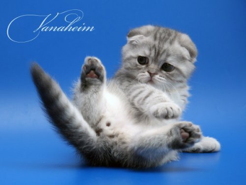 Кошки породы Шотландская вислоухая (Scottish Fold)