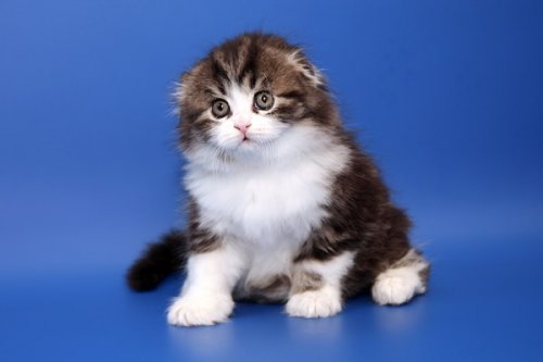 Кошки породы Шотландская вислоухая (Scottish Fold)