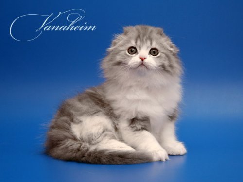 Кошки породы Шотландская вислоухая (Scottish Fold)