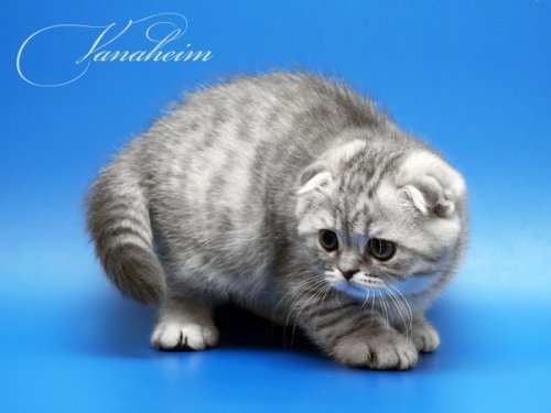 Кошки породы Шотландская вислоухая (Scottish Fold)