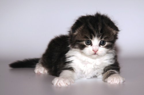 Кошки породы Шотландская вислоухая (Scottish Fold)