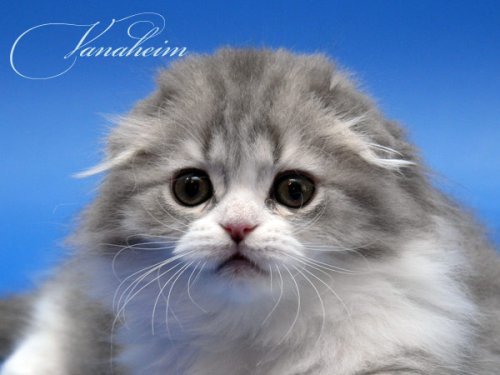 Кошки породы Шотландская вислоухая (Scottish Fold)