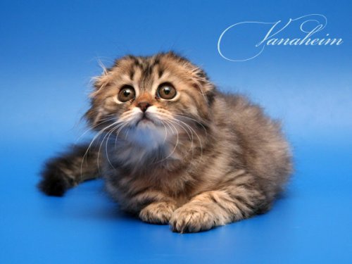 Кошки породы Шотландская вислоухая (Scottish Fold)