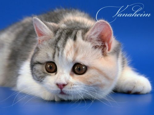 Кошки породы Шотландская вислоухая (Scottish Fold)