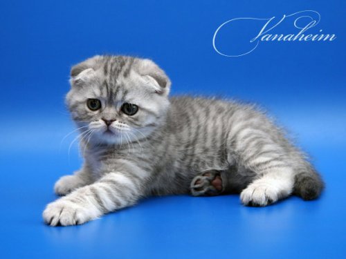 Кошки породы Шотландская вислоухая (Scottish Fold)