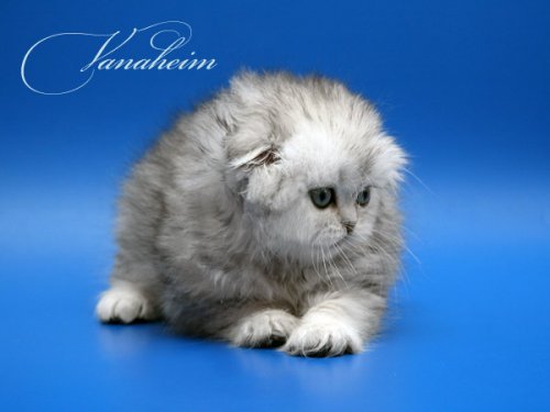 Кошки породы Шотландская вислоухая (Scottish Fold)