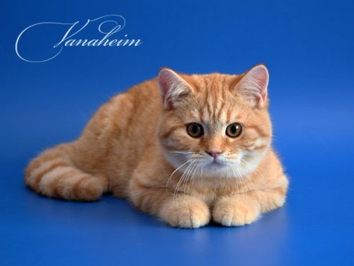 Кошки породы Шотландская вислоухая (Scottish Fold)