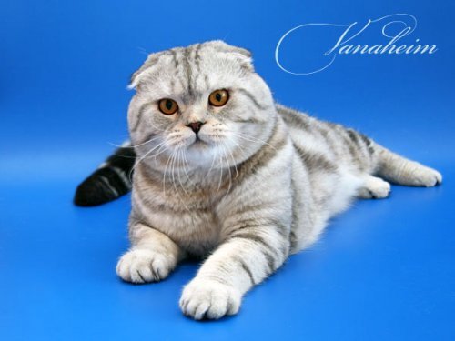 Кошки породы Шотландская вислоухая (Scottish Fold)