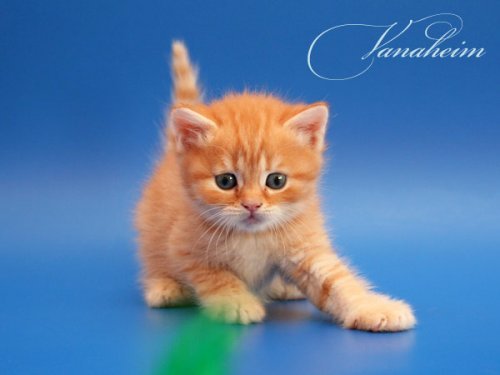 Кошки породы Шотландская вислоухая (Scottish Fold)