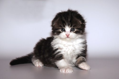 Кошки породы Шотландская вислоухая (Scottish Fold)