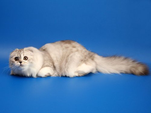 Кошки породы Шотландская вислоухая (Scottish Fold)