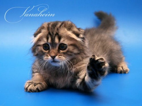 Кошки породы Шотландская вислоухая (Scottish Fold)