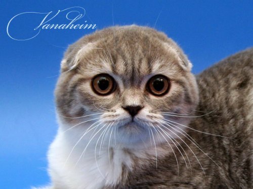 Кошки породы Шотландская вислоухая (Scottish Fold)