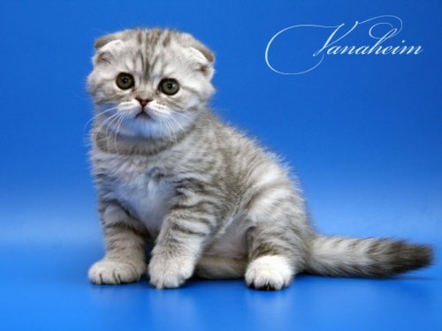 Кошки породы Шотландская вислоухая (Scottish Fold)