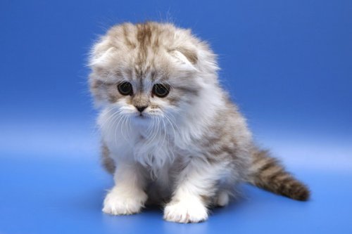 Кошки породы Шотландская вислоухая (Scottish Fold)