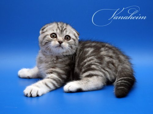 Кошки породы Шотландская вислоухая (Scottish Fold)