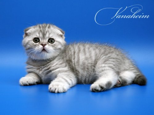 Кошки породы Шотландская вислоухая (Scottish Fold)