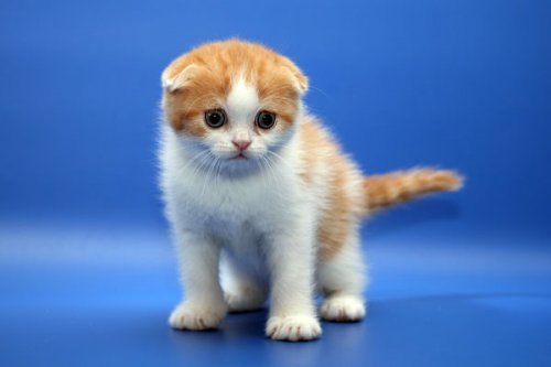 Кошки породы Шотландская вислоухая (Scottish Fold)