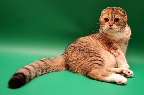 Кошки породы Шотландская вислоухая (Scottish Fold)