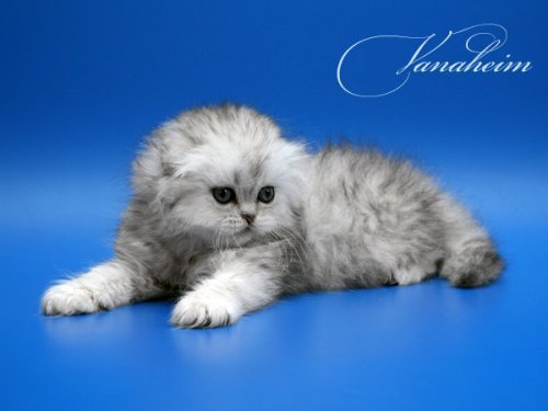 Кошки породы Шотландская вислоухая (Scottish Fold)