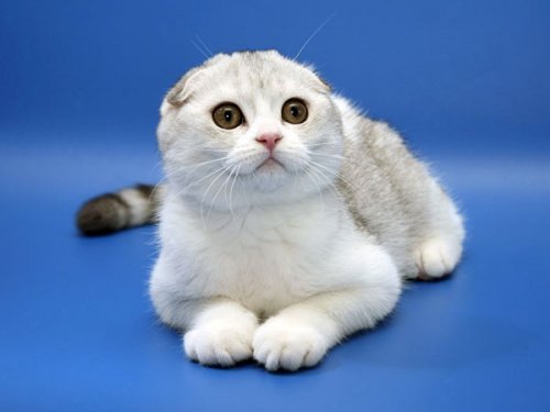 Кошки породы Шотландская вислоухая (Scottish Fold)