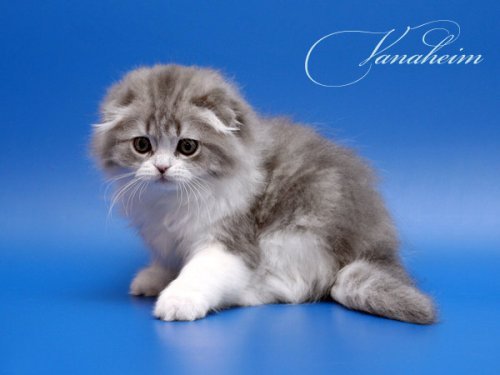 Кошки породы Шотландская вислоухая (Scottish Fold)