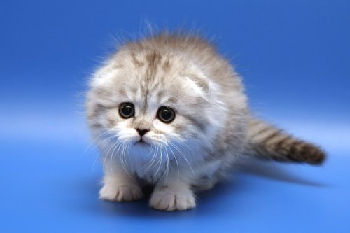 Кошки породы Шотландская вислоухая (Scottish Fold)