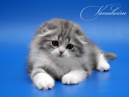 Кошки породы Шотландская вислоухая (Scottish Fold)