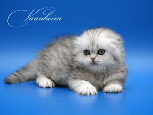 Кошки породы Шотландская вислоухая (Scottish Fold)