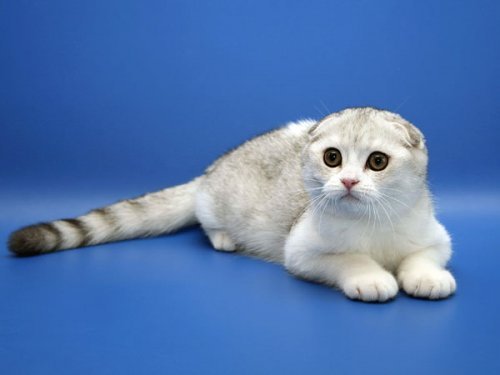 Кошки породы Шотландская вислоухая (Scottish Fold)