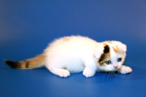 Кошки породы Шотландская вислоухая (Scottish Fold)