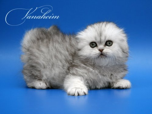 Кошки породы Шотландская вислоухая (Scottish Fold)