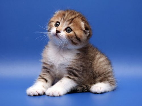 Кошки породы Шотландская вислоухая (Scottish Fold)