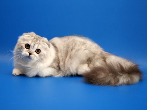 Кошки породы Шотландская вислоухая (Scottish Fold)