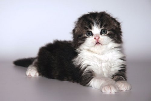 Кошки породы Шотландская вислоухая (Scottish Fold)