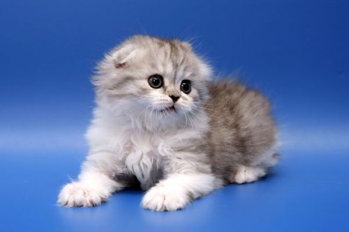 Кошки породы Шотландская вислоухая (Scottish Fold)