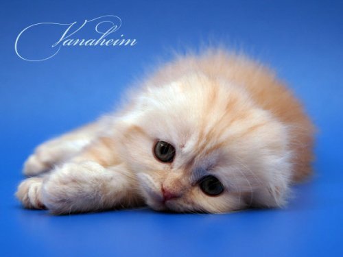 Кошки породы Шотландская вислоухая (Scottish Fold)