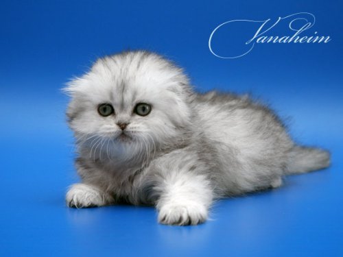 Кошки породы Шотландская вислоухая (Scottish Fold)