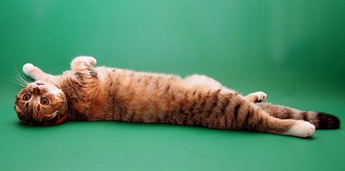 Кошки породы Шотландская вислоухая (Scottish Fold)