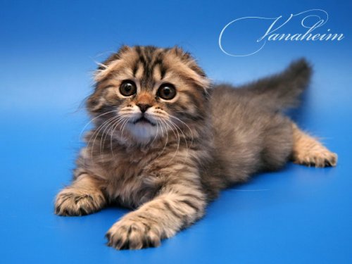 Кошки породы Шотландская вислоухая (Scottish Fold)