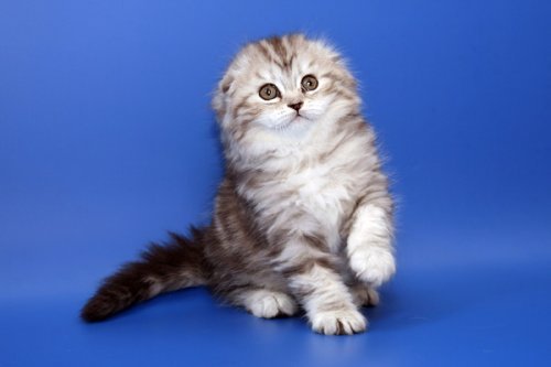 Кошки породы Шотландская вислоухая (Scottish Fold)