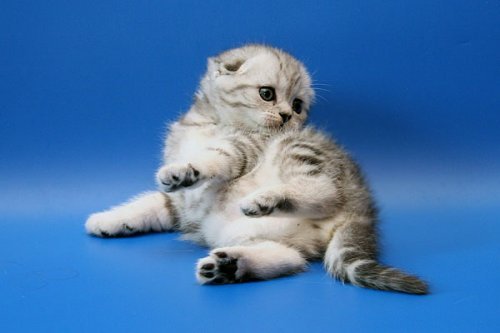 Кошки породы Шотландская вислоухая (Scottish Fold)