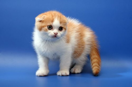 Кошки породы Шотландская вислоухая (Scottish Fold)