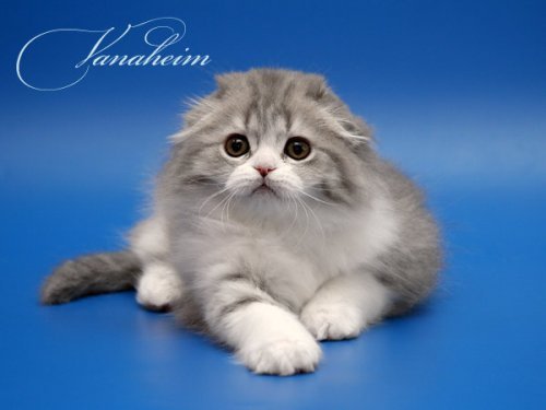 Кошки породы Шотландская вислоухая (Scottish Fold)